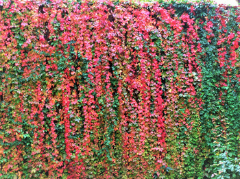 200610壁の蔦　紅葉の季節.jpg