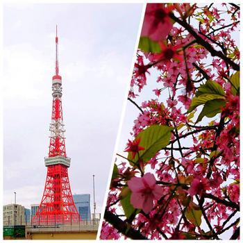 202403東京タワーと桜.jpg