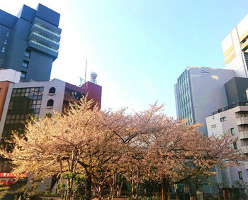 202404千代田区の公園の桜.jpg